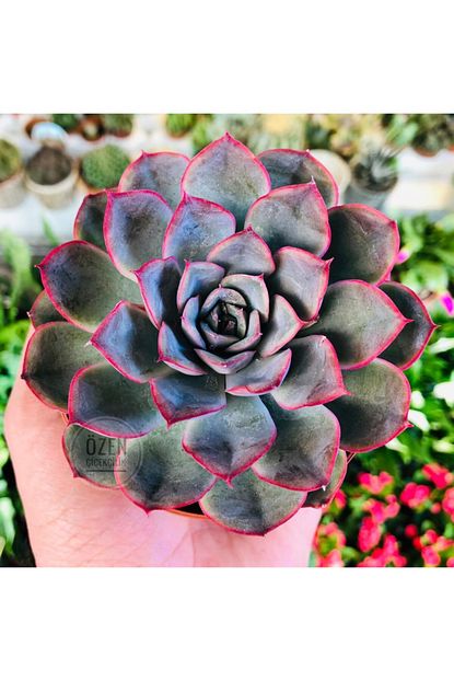 Ozen Cicekcilik Echeveria Hercules Succulent Nadir Yaprak Kenari Kirmizi Sukulent Trendyol