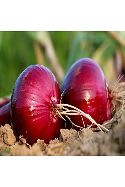 Tacirdepo Kirmizi Grano Sogan Tohumu 45 Tohum Trendyol