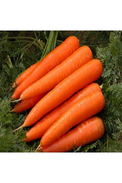 Tacirdepo Verimli Scarlet Nantes Havuc Tohumu 1 Kg Trendyol