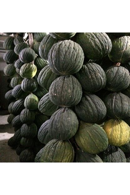 Tacirdepo Dayanikli Siyah Kislik Kavun Tohumu 100 Gram Trendyol
