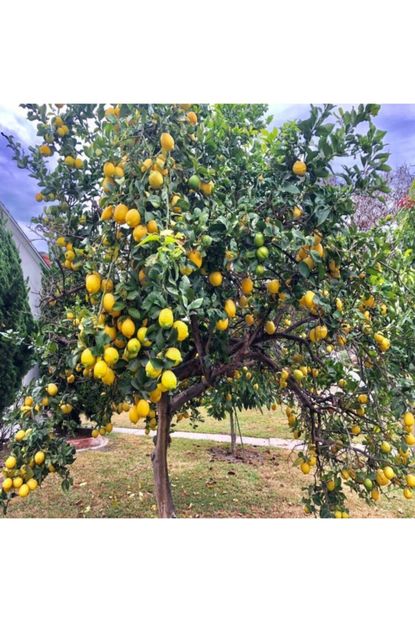 Iki Adet Tuplu Mayer Bodur Limon Agaci Fidani Fiyatlari Ve Ozellikleri