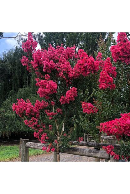 Baktar Tuplu Pembe Renkli Hos Kokulu Oya Agaci Fidani 80 120 Cm Trendyol