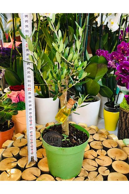Ozen Cicekcilik Zeytin Agaci Fidesi Ev Balkon Da Yetisen Ev Bitkisi Trendyol