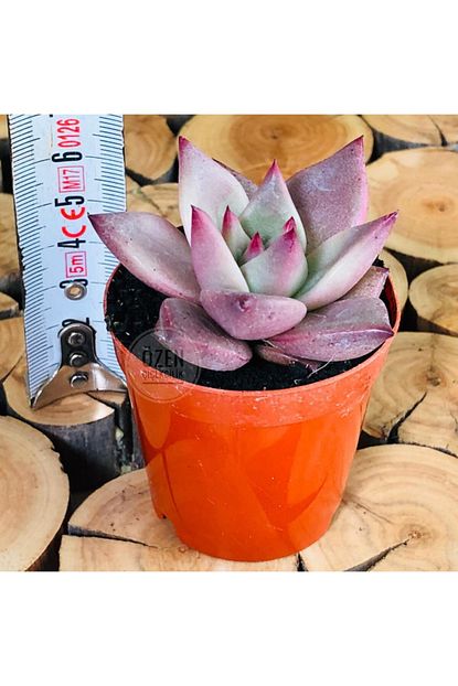 Ozen Cicekcilik Echeveria Taurus Succulent Nadir Tur Dogal Kirmizi Sukulent Bitki Trendyol