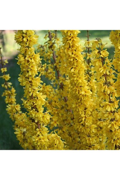 Fidanistanbul Forsythia Intermedia Variegata Alacali Altin Canak 60 80 Cm Saksida Trendyol