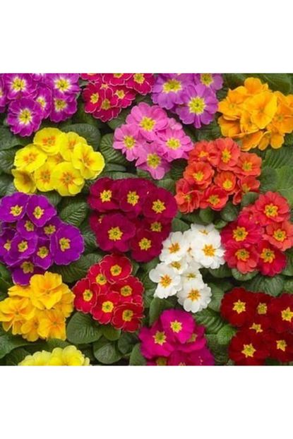 Farmlife Tohum Karisik Renkli Bodur Dahlia Yildiz Cicegi Tohumu Trendyol