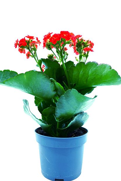 Mf Botanik Kalanso Cicegi Kalanchoe Cicegi Bitki Ev Ofis Bitkisi 20 25 Cm Kirmizi Trendyol