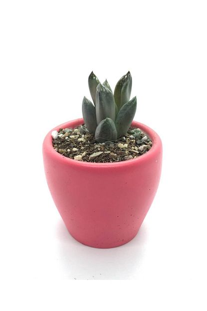 Sukulent Cesitleri Pembe Renk Klasik Beton Saksida Haworthia Cymbiformis Bitkisi Trendyol