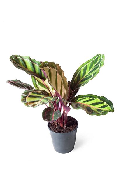 nema bahce kulturleri calathea illustrus 12cm o fiyati yorumlari trendyol