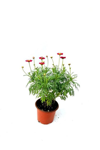 https www trendyol com fidanova argenthemum papatya p 39030353