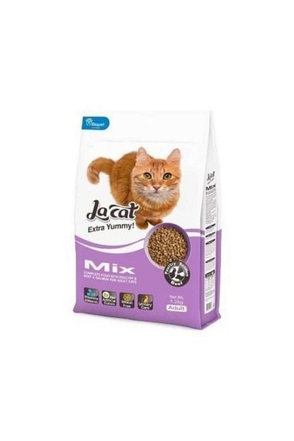 la cat mix karisik etli yetiskin kedi