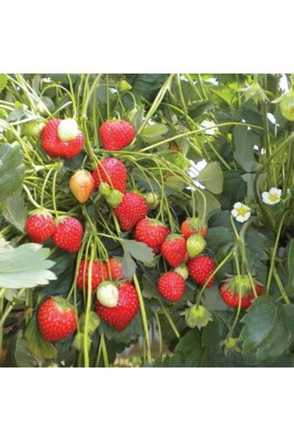nandina botanik kokulu cilek fidesi yediveren cilek tomurcuklu ve cileklidir 5 adet fiyati yorumlari trendyol