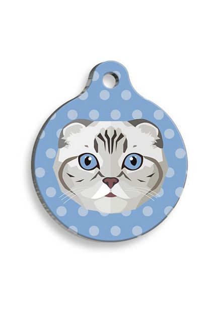 scottish fold yuvarlak kedi kunyesi