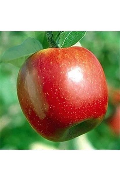 Berke Fidancilik Summer Red Elma 2 5 Yas Torbali 80 Cm Uzeri Trendyol