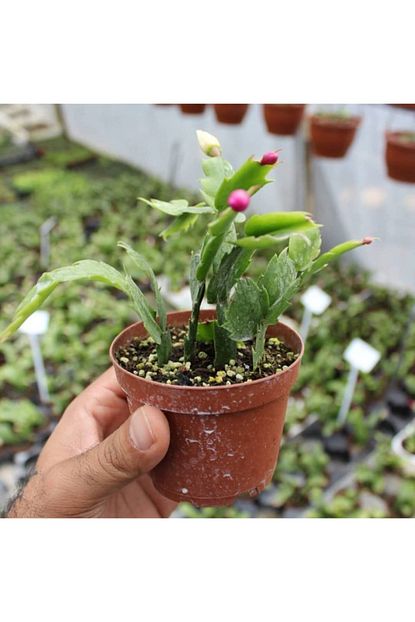 Berke Fidancilik Paskalya Kaktusu Harika Bir Kis Cicegi 7 Cm Saksida Ozel Urun Trendyol