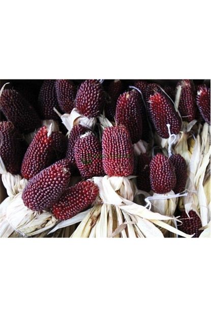 Berke Fidancilik 15 Adet Cilek Misir Tohumu Trendyol