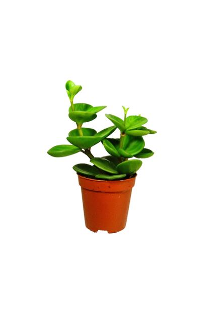 Palmiye Peperomia Hope Umut Bitkisi Mini Boy Trendyol