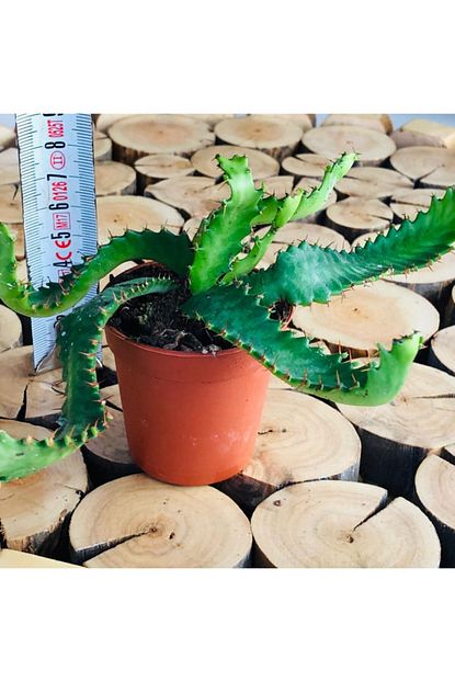 Ozen Cicekcilik Euphorbia Stellata Sari Cicek Acan Koleksiyon Sogan Kaktus Trendyol
