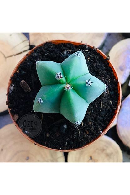 myrtillocactus geometrizans