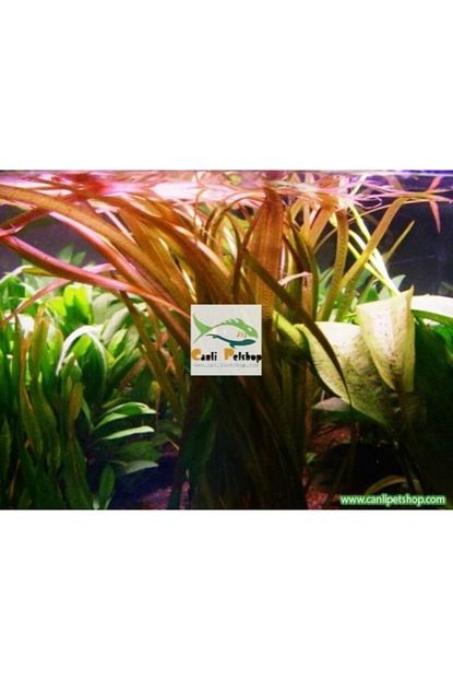 tropikal vallisneria marmor kizil