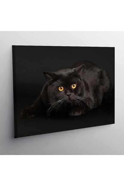 2k Kanvas Siyah Kedi Tablosu 70 X 100 Cm Trendyol