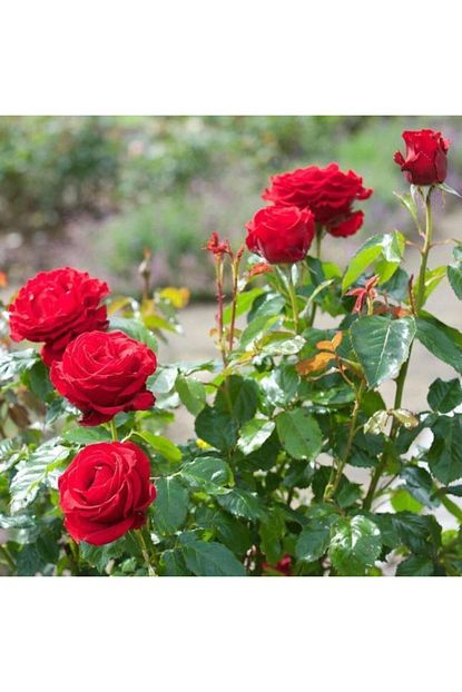 Baktar Tuplu Kokulu Kirmizi Rose Schone Koblenzerin Yediveren Gul Fidani Trendyol