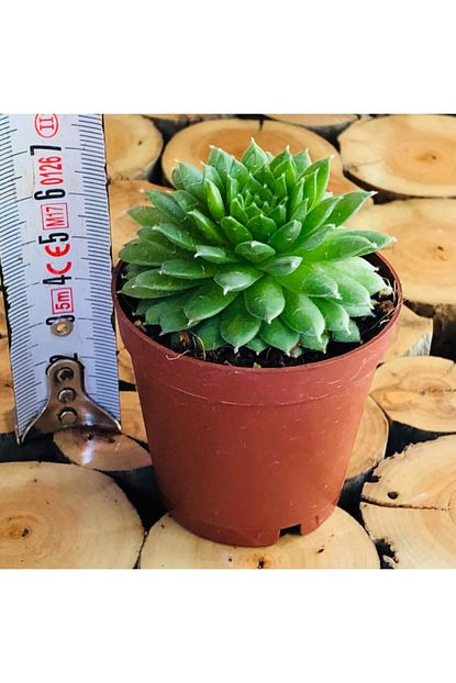 Ozen Cicekcilik Sempervivum Green Beauty Succulent Yesil Renkli Sukulent Cicegi Trendyol
