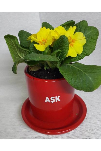 Karadeniz Fidancilik Kalancoe Cicegi Kalanso Kirmizi Fiyati