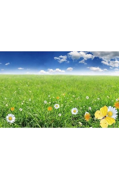 Asenya Cim Tohumu 5 Kg 6 Karisim Villa Cimi Ozel Cim Ithal En Kaliteli En Iyi Cim Tohumu Trendyol