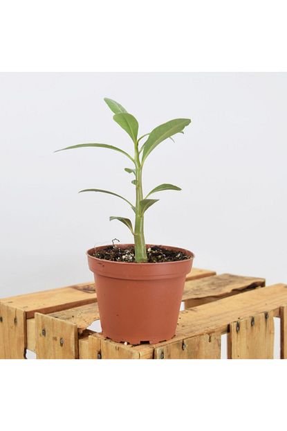 Levant Adenium Obesum Col Gulu Trendyol