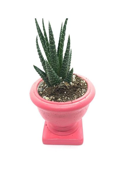 Sukulent Cesitleri Pembe Renk Kupa Beton Saksida Haworthia Fascita Zebra Kaktus Bitkisi Trendyol
