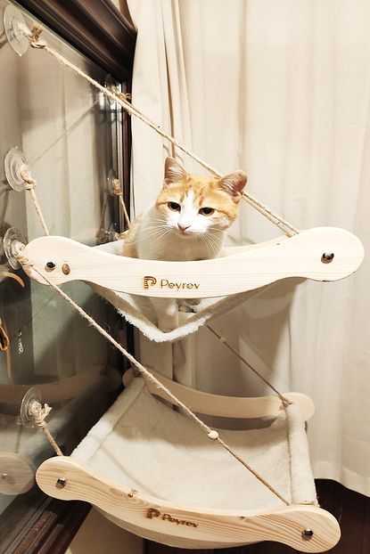 peyrev ahsap buyuk boy kedi yatagi hamagi cama asilan vantuz 43 52 2 li bej fiyati yorumlari trendyol