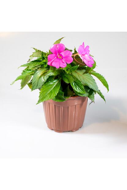 Hepsimeyveden Impatiens Walleriana S15 Cam Guzeli Cicegi Pembe Fiyati Yorumlari Trendyol