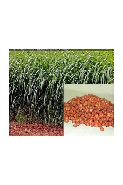 ekodoga sorgum sudan otu tohumu sorgum sudan otu melezi yem bitkisi tohumu 5 kg fiyati yorumlari trendyol