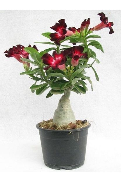 Berke Fidancilik Adenium Col Gulu Cicegi Fidani Trendyol