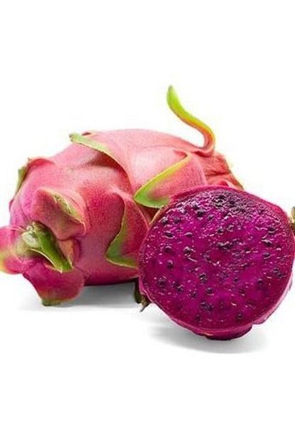 Berke Fidancilik Pitahaya Ejder Meyvesi Ici Kirmizi 2 5 Yas Koklu Fidesi Trendyol