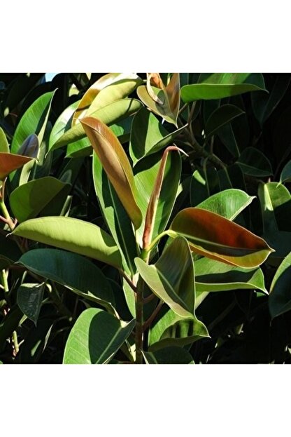 Fidanciyiz Saksida Israil Iskenderun Kaucugu Agaci 60 Cm Trendyol