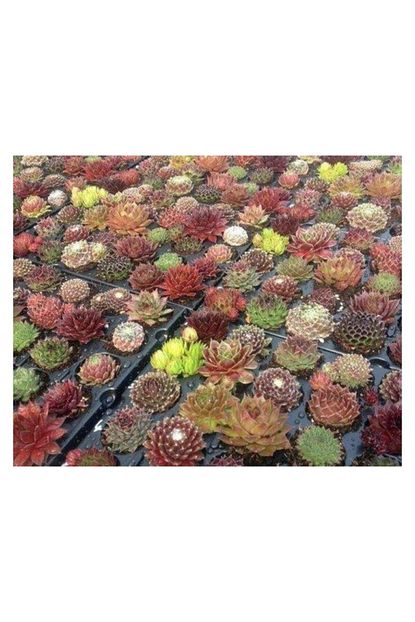 Tropikal Sukulent Tohumu Sempervivum Hybridum Mix 10 Adet Trendyol