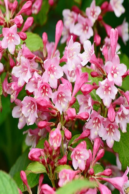 Alibotanik Vangelya Gelin Taci Cicegi Weigela Florida Trendyol