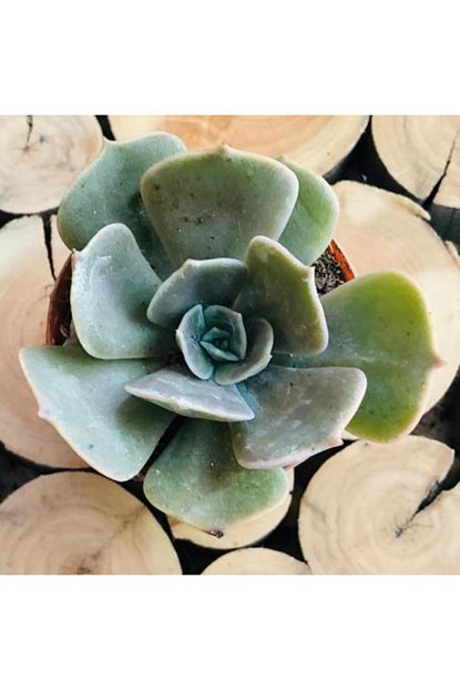 Ozen Cicekcilik Echeveria Lilacina Ghost Renk Degistiren Tur Sukulent Trendyol
