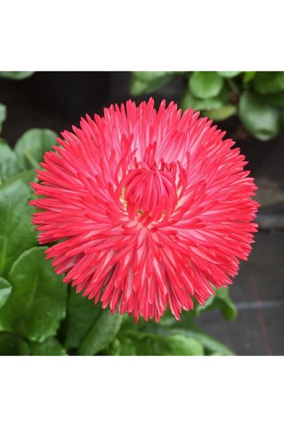 bellis perennis cicegi