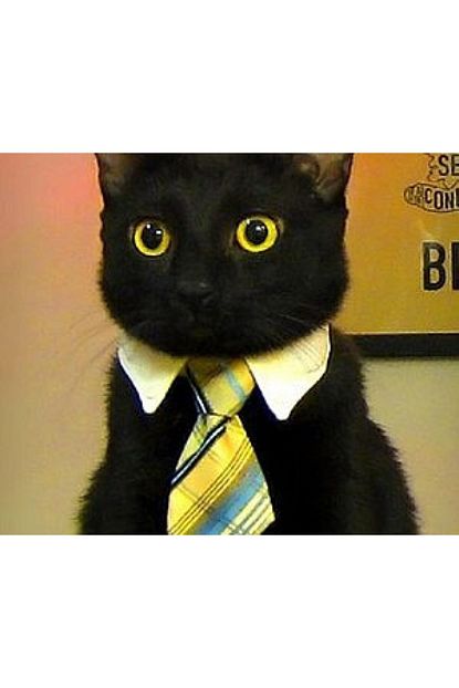 Eycem Kedi Kopek Boyun Tasmasi Kravat Seklinde Trendyol