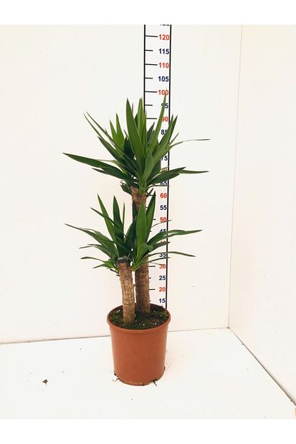Fidanova Yukka 2li Yucca Cicegi Trendyol