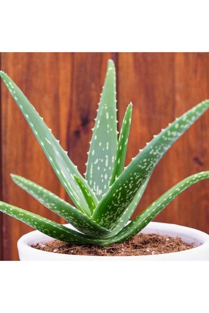 Mutlu Paket Tuplu Sifali Aromatik Aloe Vera Sari Sabir Fidani Trendyol