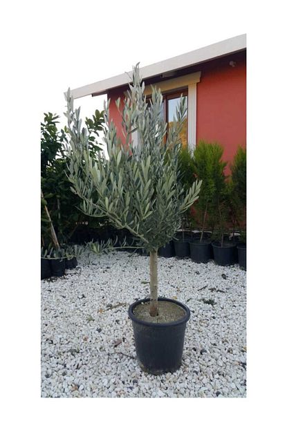Fidan Sahasi Saksida Yari Bodur 7 10 Kutur Gemlik Zeytin Fidani 4 5 Yas 50 70 Cm Boy Trendyol