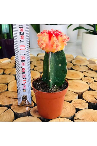 Ozen Cicekcilik Gymnocalycium Red Yellow Cactus Sari Kirmizi Renk Asili Kaktus Trendyol
