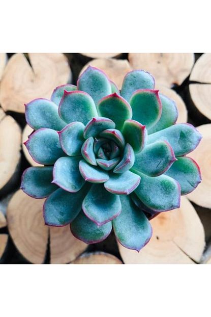 Ozen Cicekcilik Echeveria Pulidonis Kirmizi Yesil Yaprakli Sukulent Trendyol