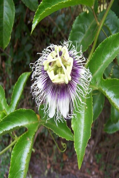 Bilgarden Tuplu Pasiflora Edulis Marucya Maracuya Fidani Trendyol