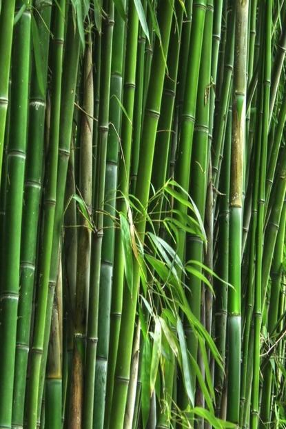 Bilgarden Tuplu Bambu Fidani 120 200 Cm Trendyol