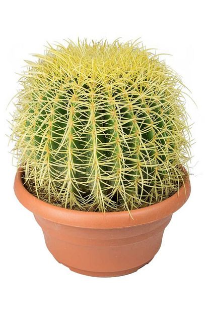 ender peyzaj altin fici kaktus echinocactus grusonii varil kaktus top kaktus 28 cm fiyati yorumlari trendyol